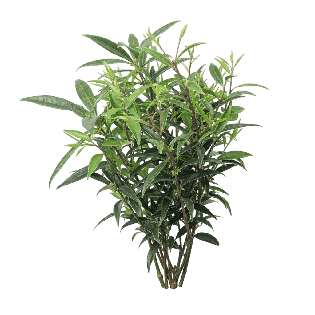 Sweet & Lo™ Sweet Box (Sarcococca Hookeriana Var. Hookeriana 'Purplerij1') - Shrubs