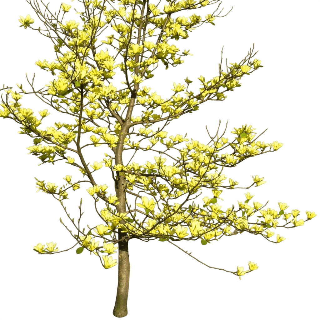 Yellow Bird Magnolia Low Branched (Magnolia × Brooklynensis 'Yellow Bird') - Flowering Trees