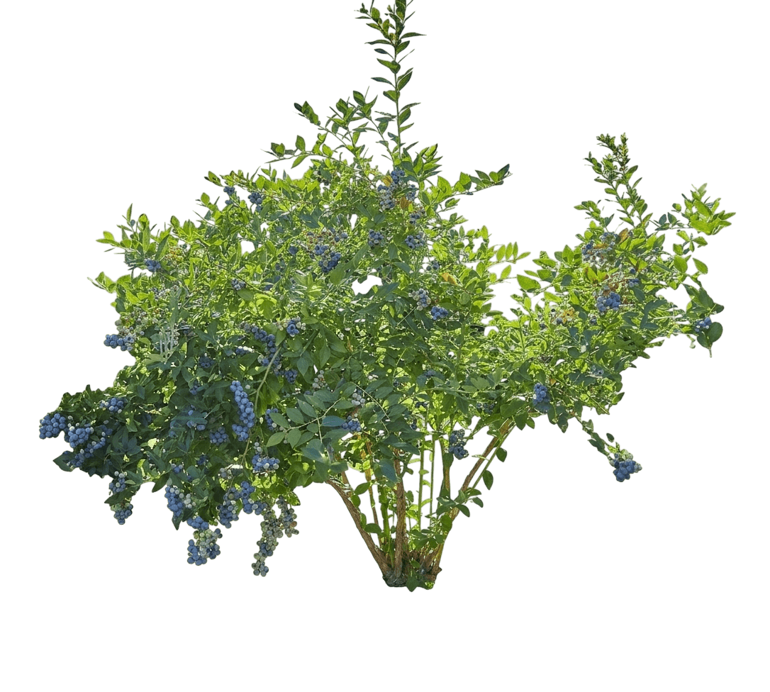 Legacy Highbush Blueberry (Vaccinium 'Legacy') - Ground Layers