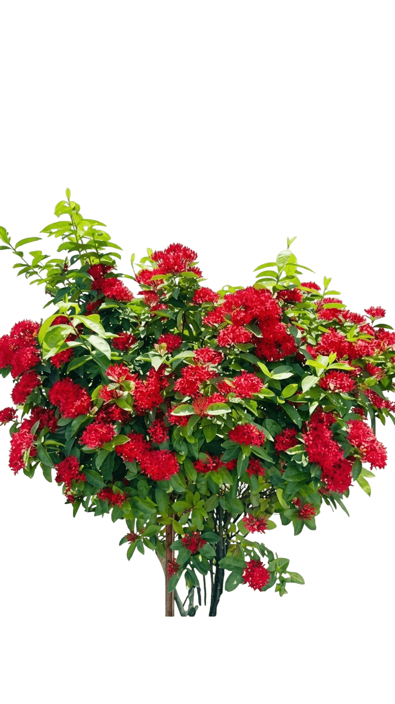 tropic blush (Ixora 'Tropic Blush') - Ground-layer plants