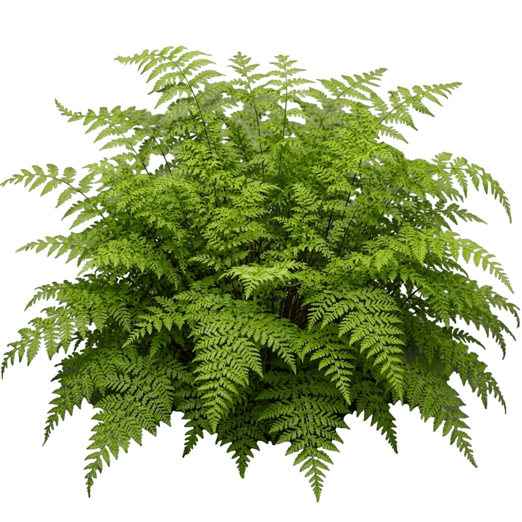 Hayscented Fern (Dennstaedtia Punctilobula Var. Punctilobula) - Perennials