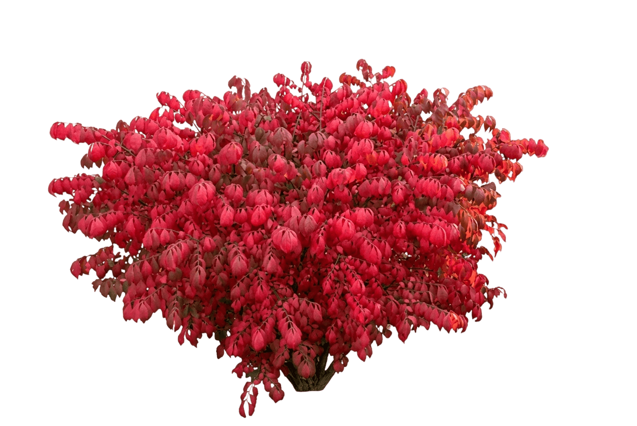 Burning Bush (Euonymus Alatus 'Compactus') - Ground Layers