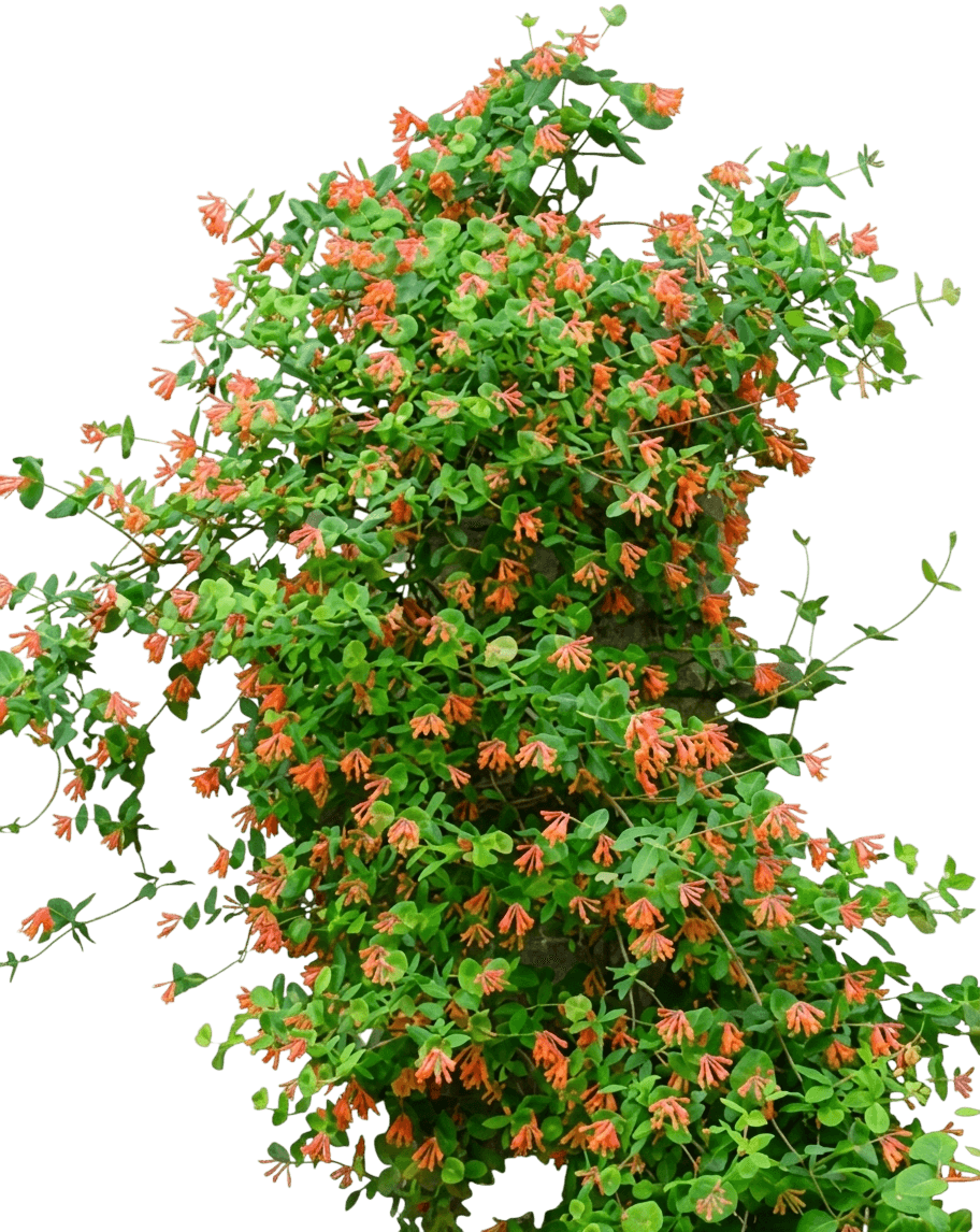 Magnifica Honeysuckle (Lonicera Sempervirens 'Magnifica') - Ground Layers