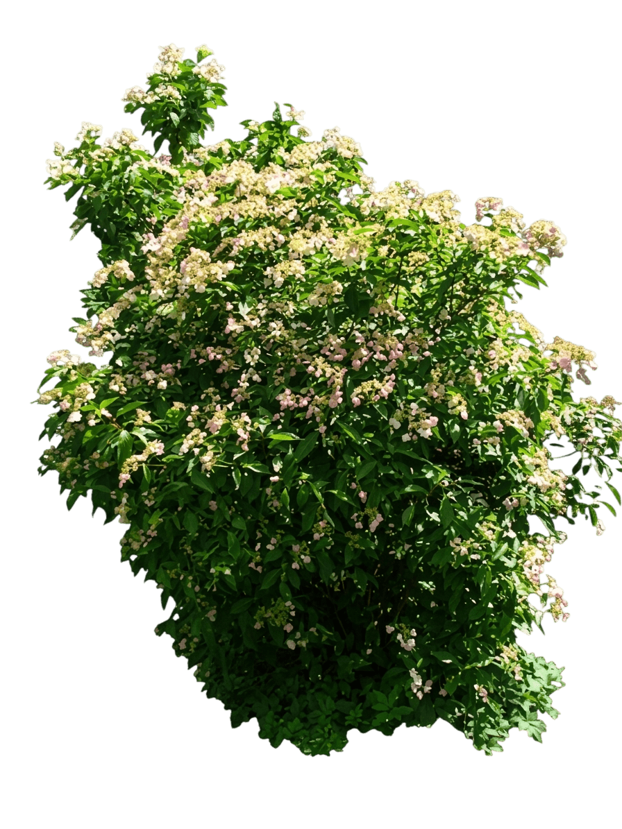 Hydrangea, Mongolian (Hydrangea 'Bretchneideri') - Ground Layers