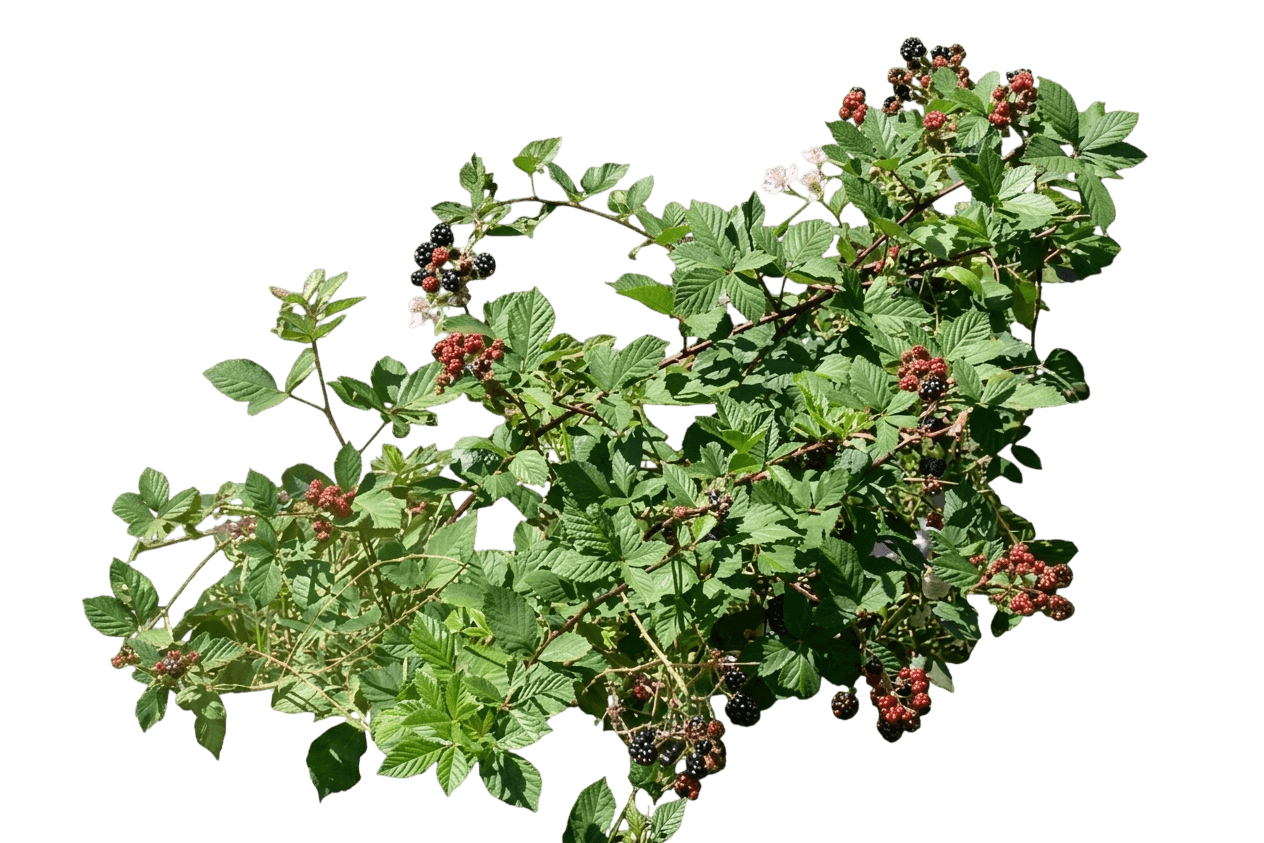 Thornless Blackberry Bush (Rubus Fruticosus Var. Inermis) - Ground Layers