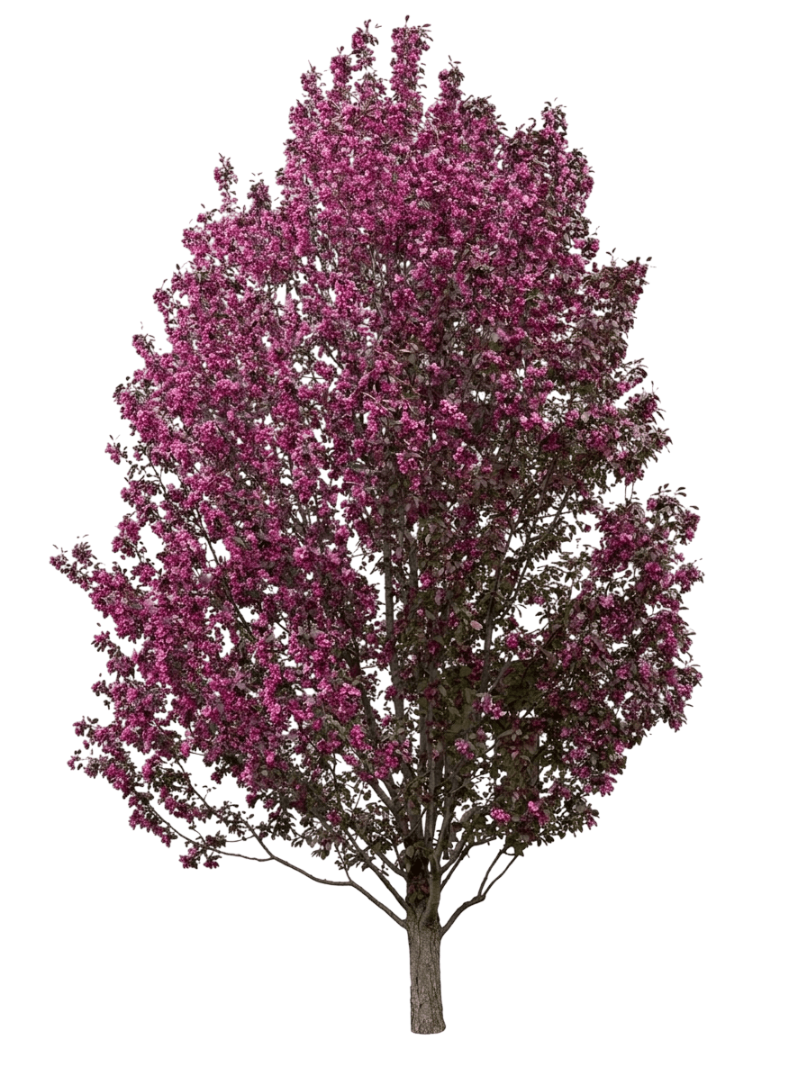 Green Wall Spire Crabapple (Malus × Adstringens 'Jefwall') - Flowering Trees