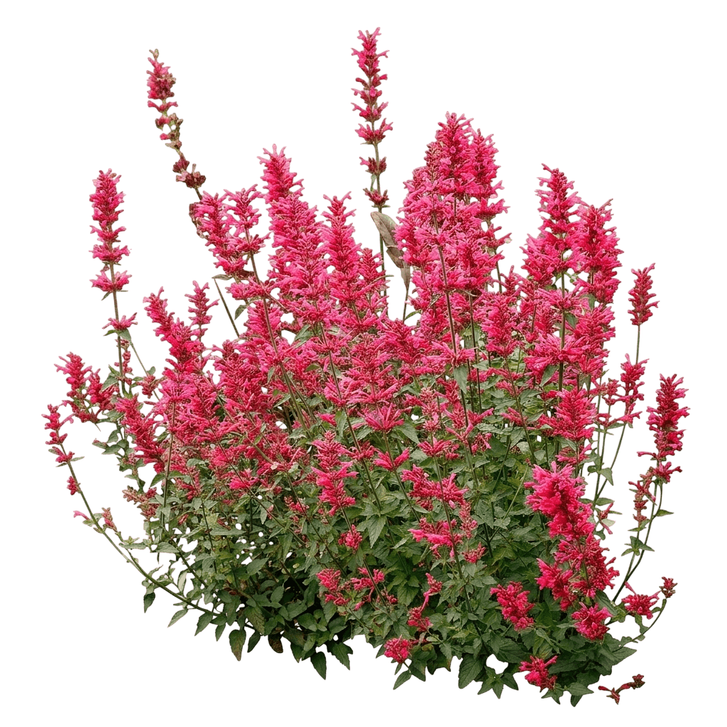 Kudos Red Hummingbird Mint (Agastache 'Tnagakr') - Perennials
