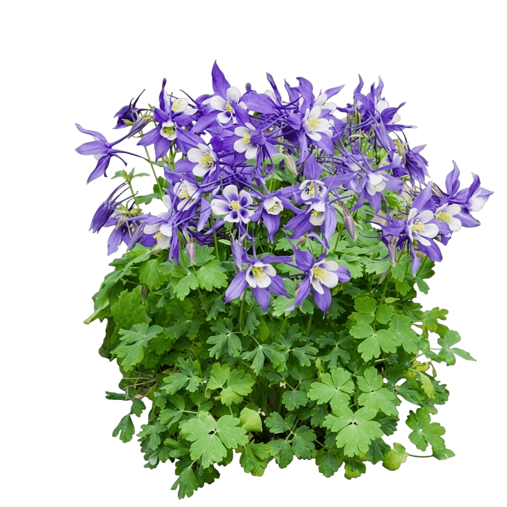 Kirigami™ Deep Blue & White Columbine (Aquilegia C. Deep Blue &White 'Kirigami') - Perennials