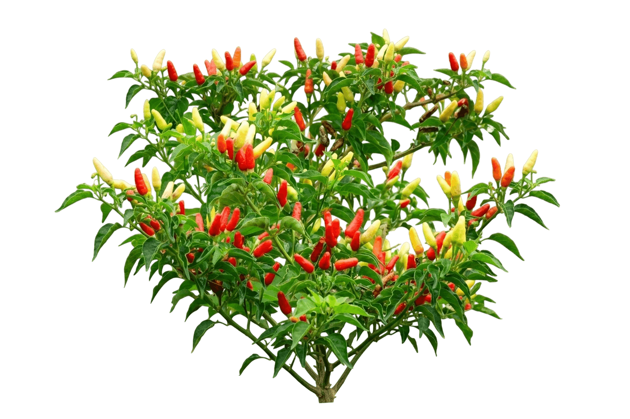 Super Chili Pepper (Capsicum Annuum 'Super Chili') - Perennials