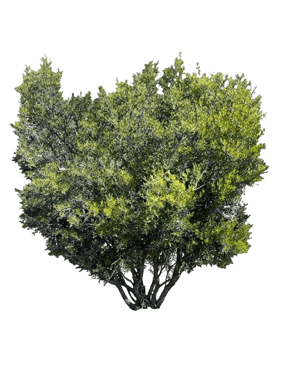 bushrue (Cneoridium Dumosum) - Shrubs
