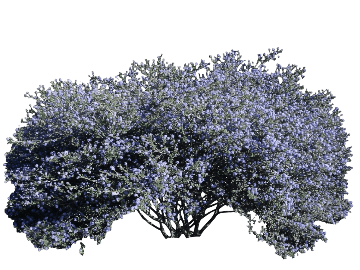 wavy leaf mountain lilac (Ceanothus Foliosus) - Shrubs