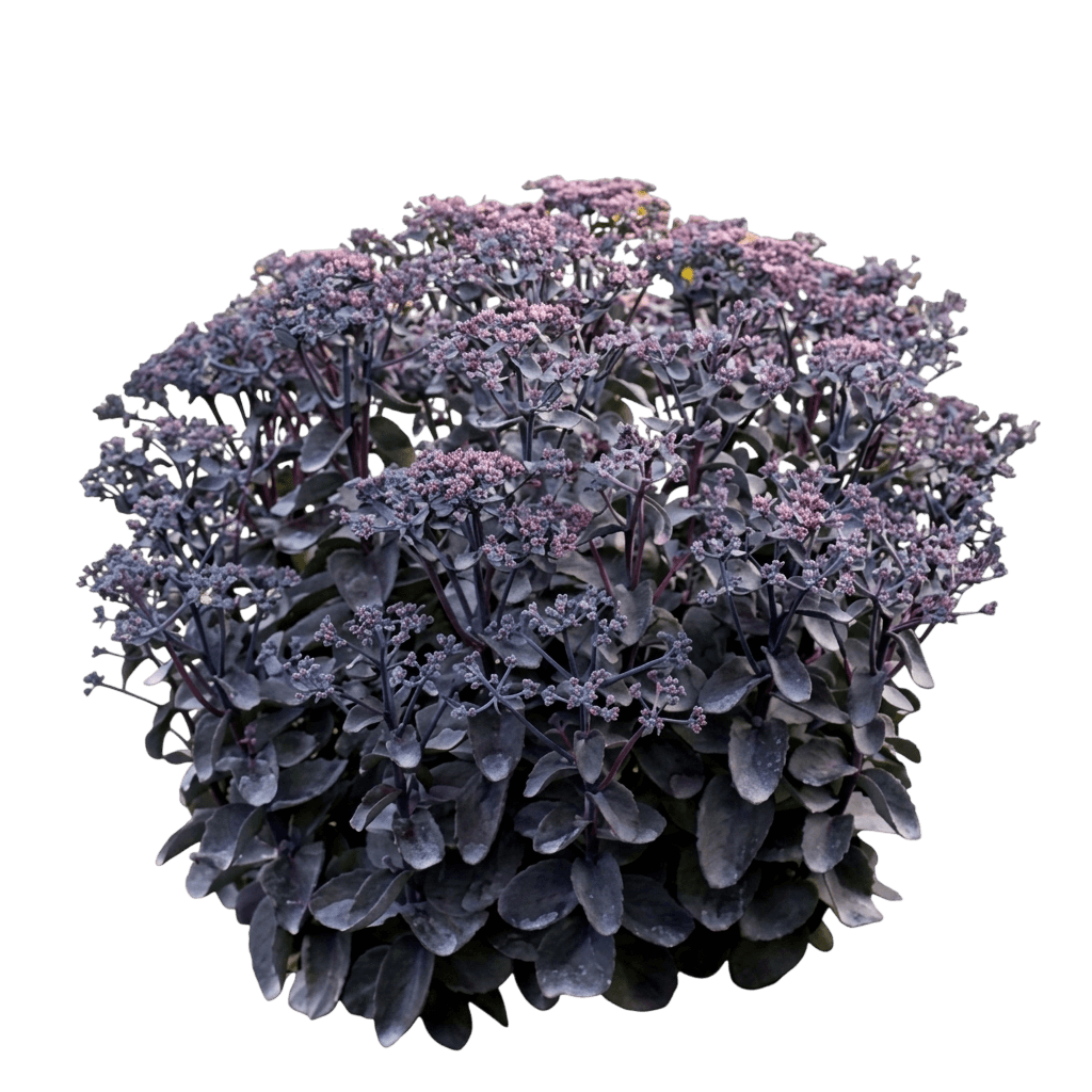 Upright Autumn Stonecrop 'N Grow® ' (Sedum Rock Back In Black' Pp33632 'N Grow®') - Succulents