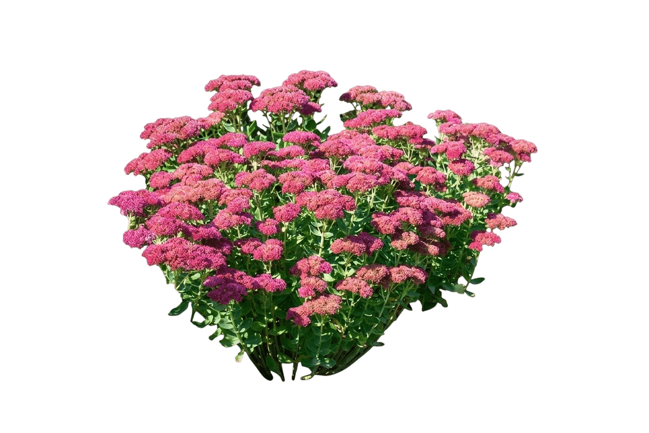 Flaming Carpet™ Catawba Sedum (Sedum Var. Hybrid 'Flaming Carpet Catawba') - Succulents