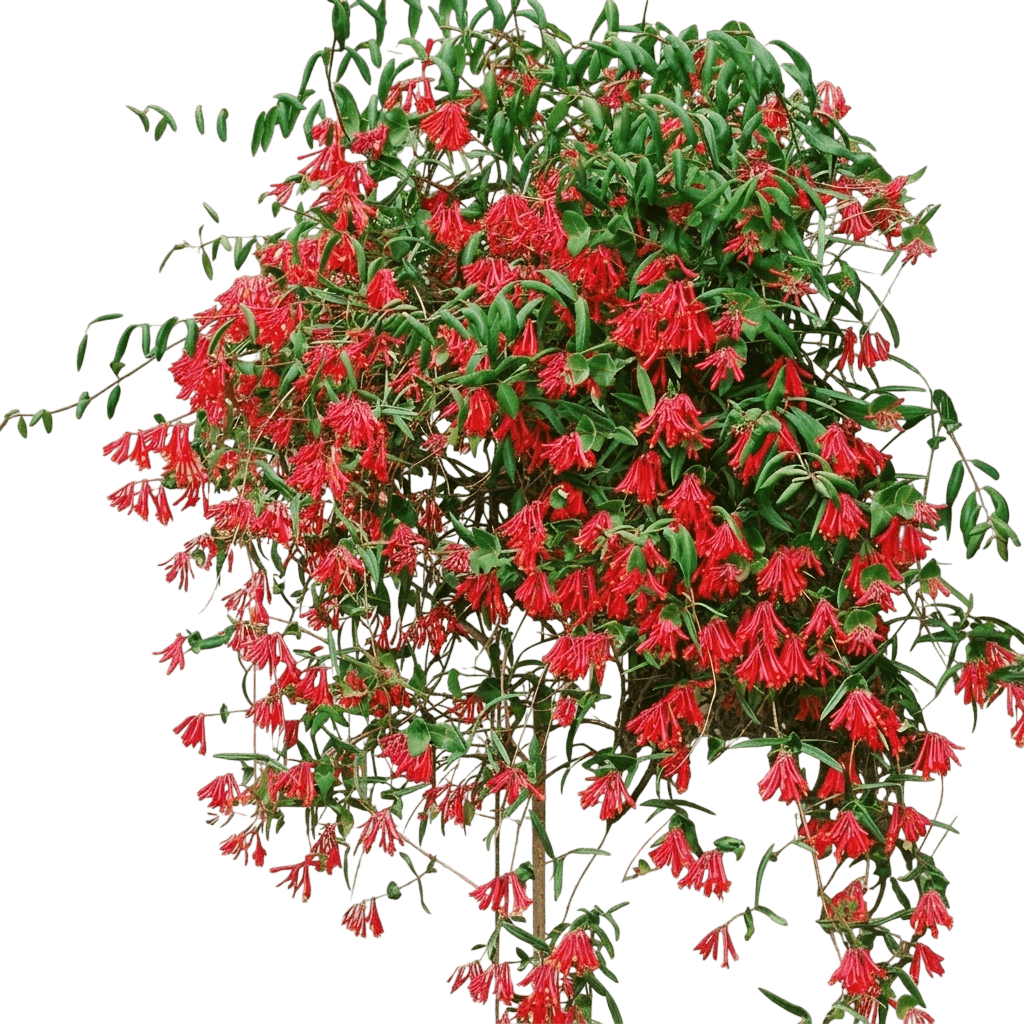 Major Wheeler Honeysuckle (Lonicera Sempervirens 'Major Wheeler') - Ground Layers