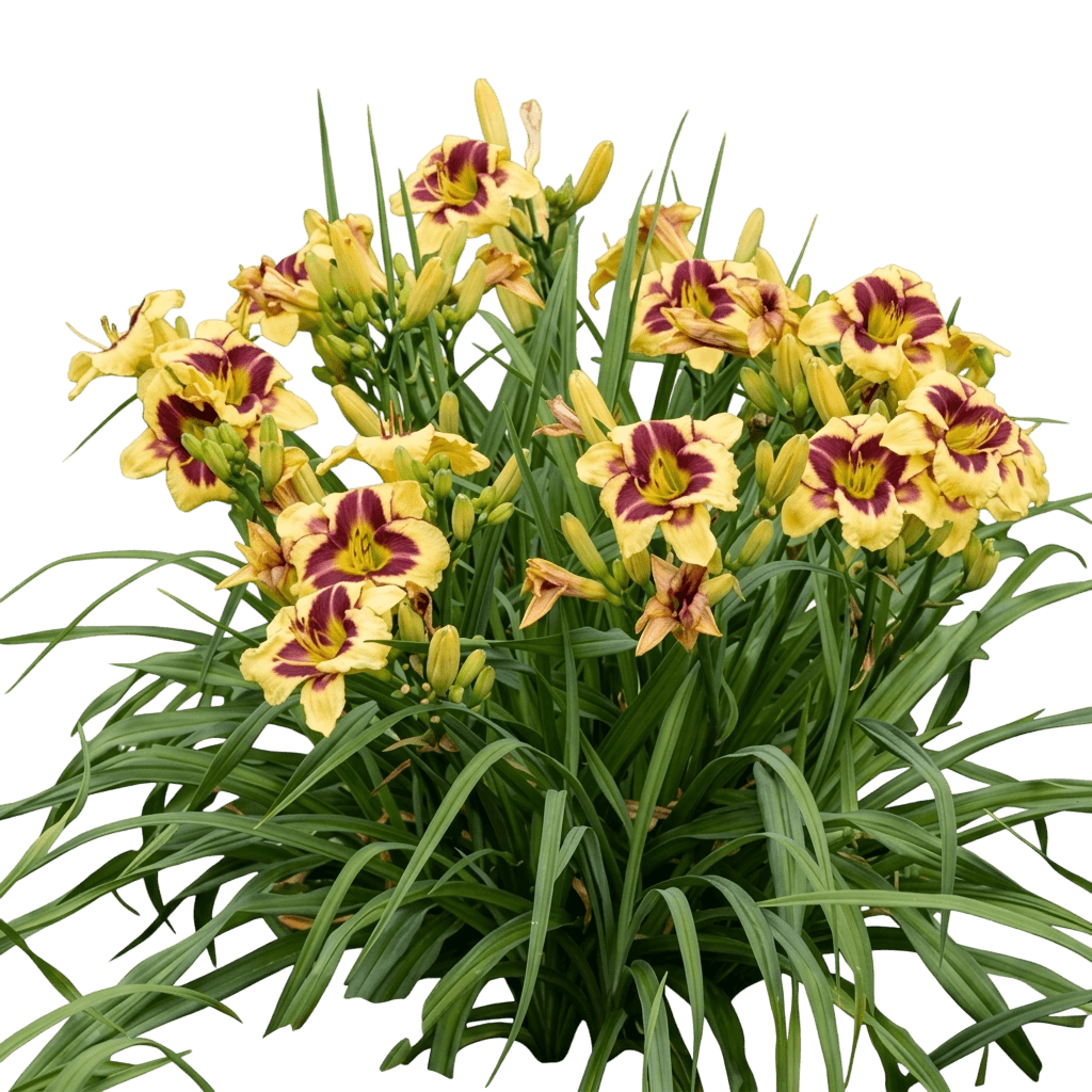 Nosferatu Daylily (Hemerocallis Rainbow Rhythm 'Nosferatu') - Perennials