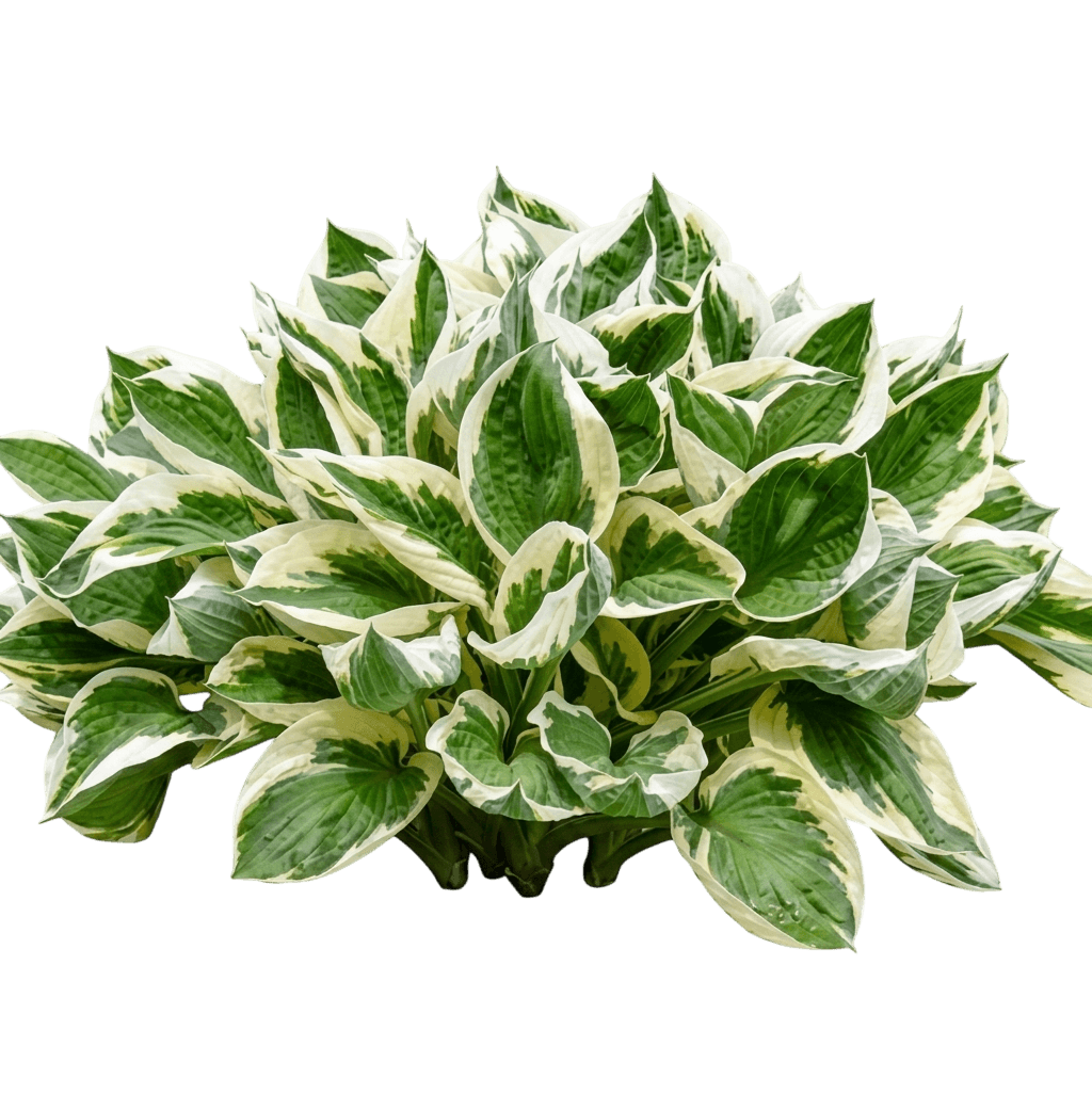 So Sweet Hosta (Hosta 'So Sweet') - Perennials