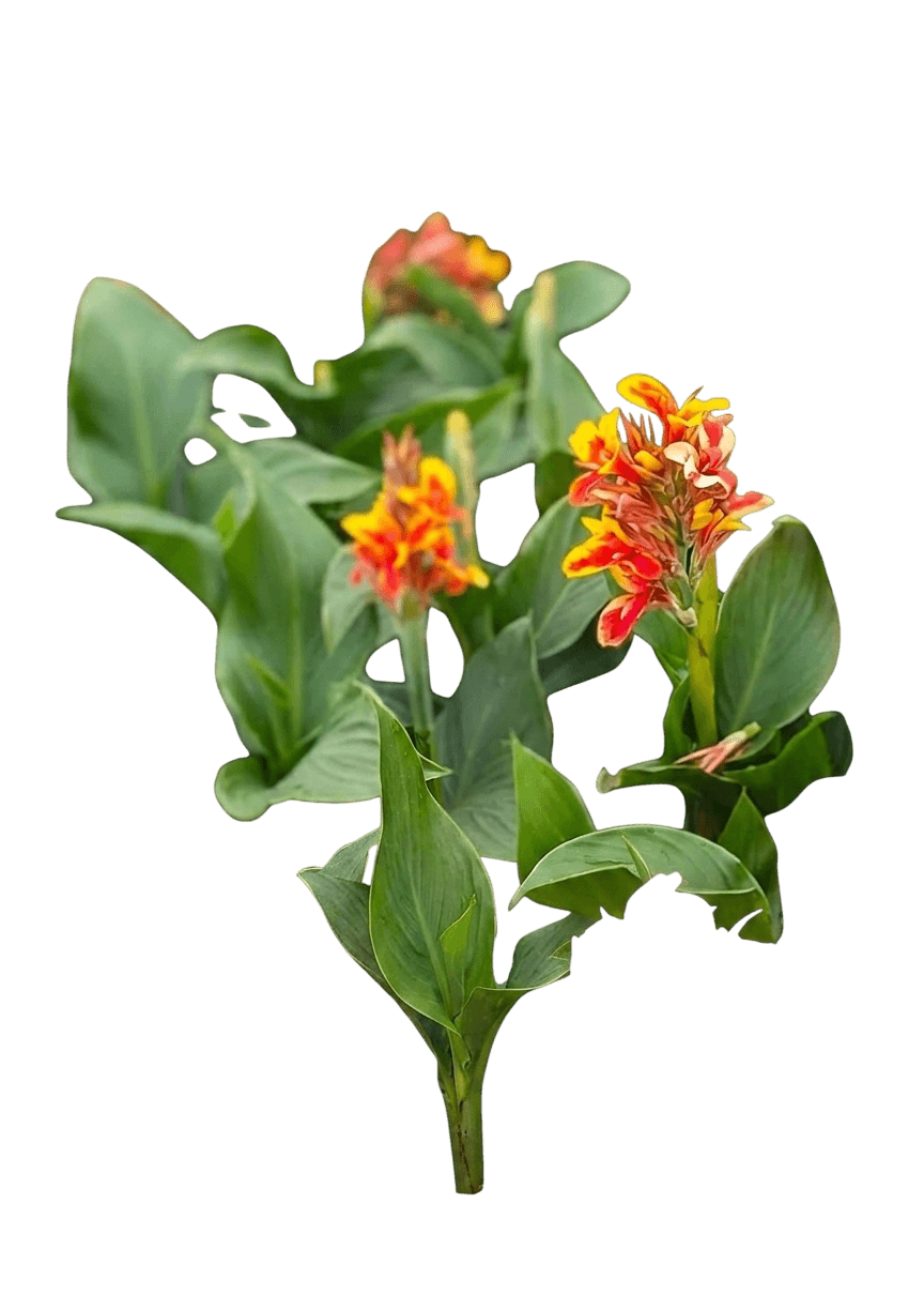 Cannova Red Golden Flame Canna (Canna × Generalis 'Red Golden Flame') - Perennials