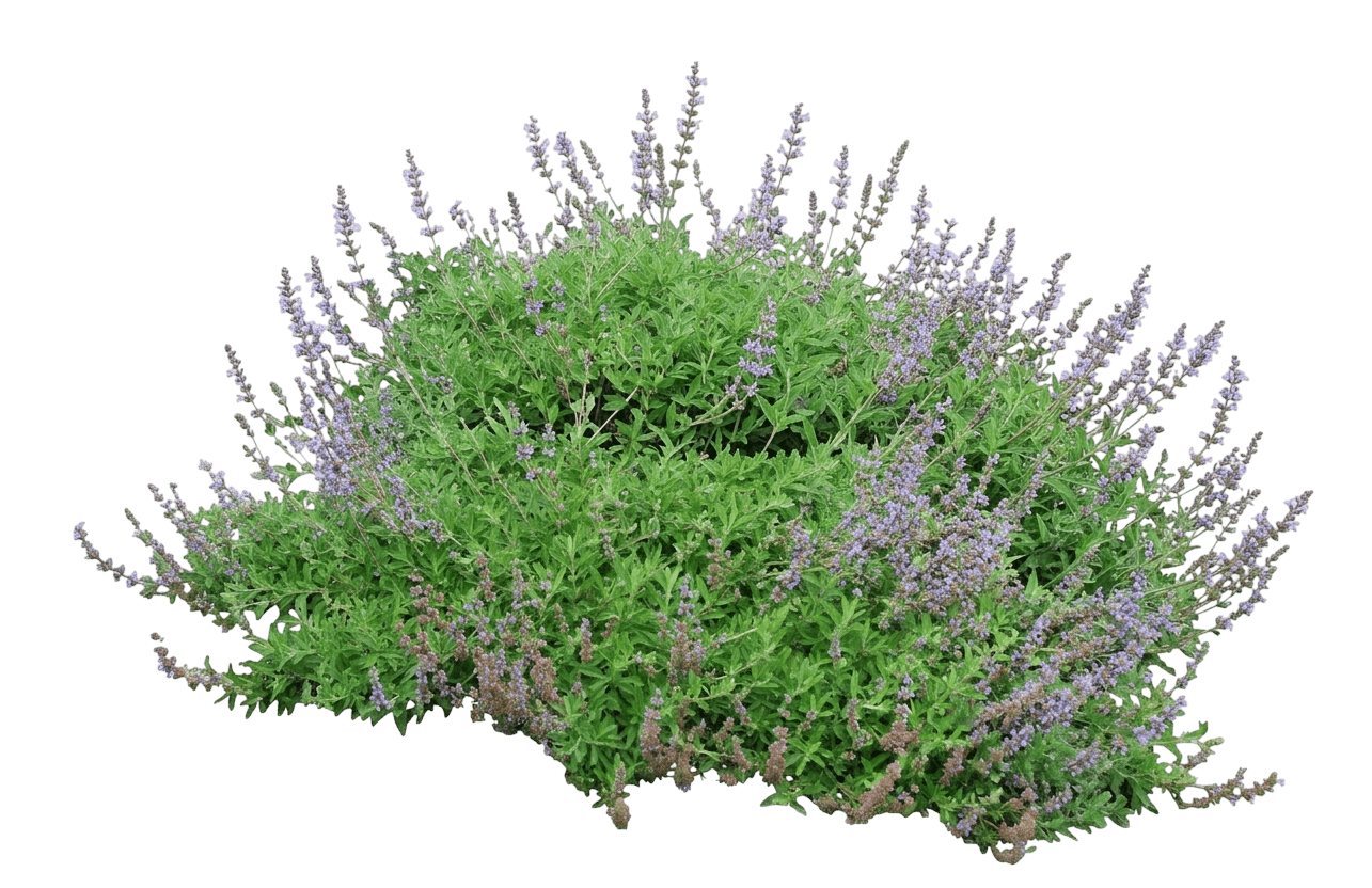 Sonoma sage (Salvia 'Dara’S Choice') - Groundcovers