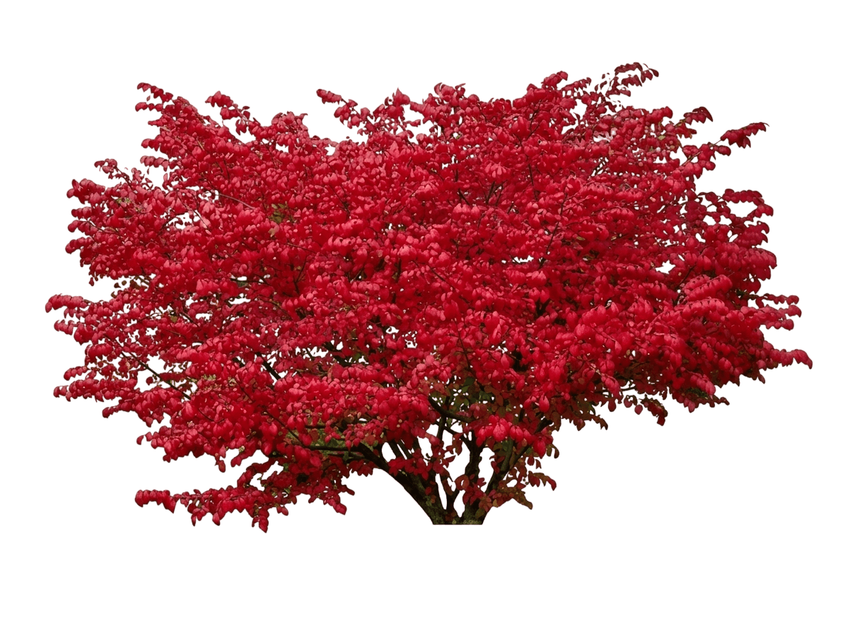 Berry Scape® Red Aronia (Aronia Arbutifolia Var. Arbutifolia 'Uconnaa001') - Shrubs