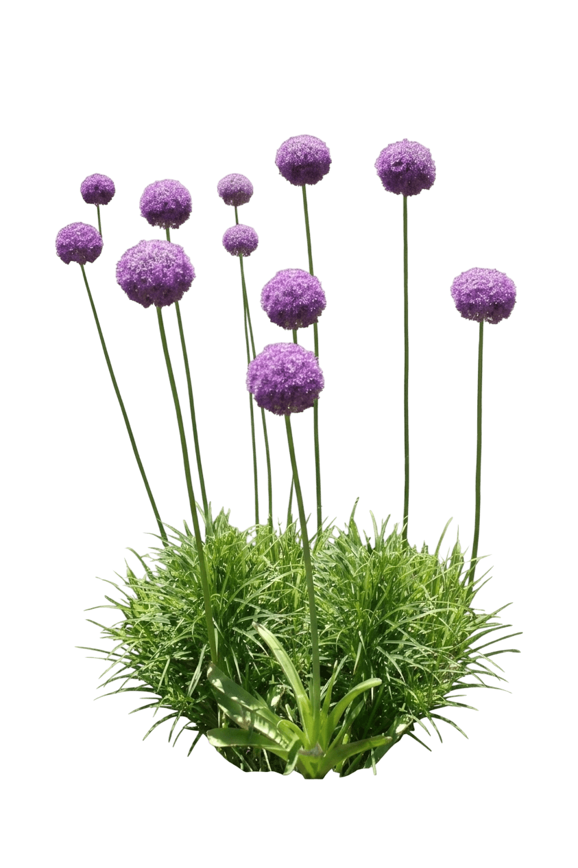 Cobalt Millenium Ornamental Onion (Allium 'Fb2020') - Perennials