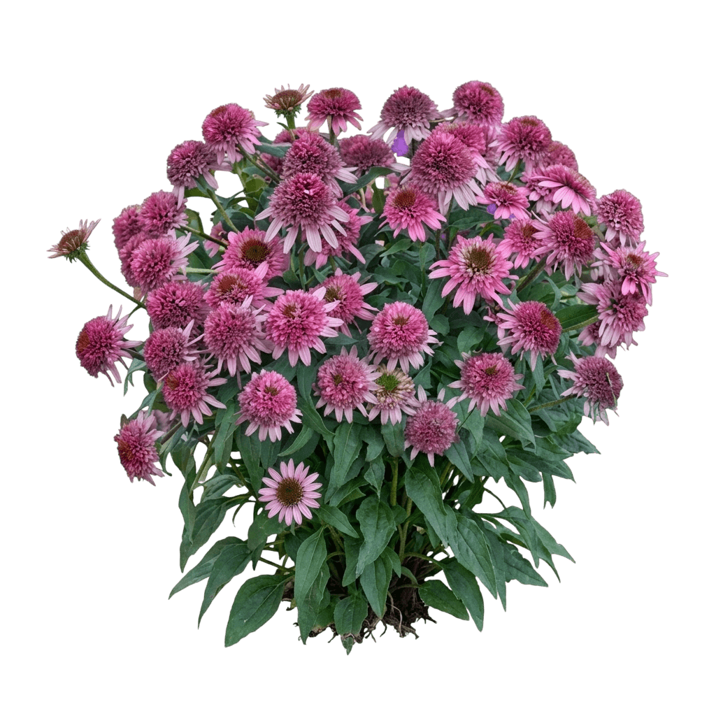 Coneflower (Echinacea X Purpurea 'Milkshake') - Perennials