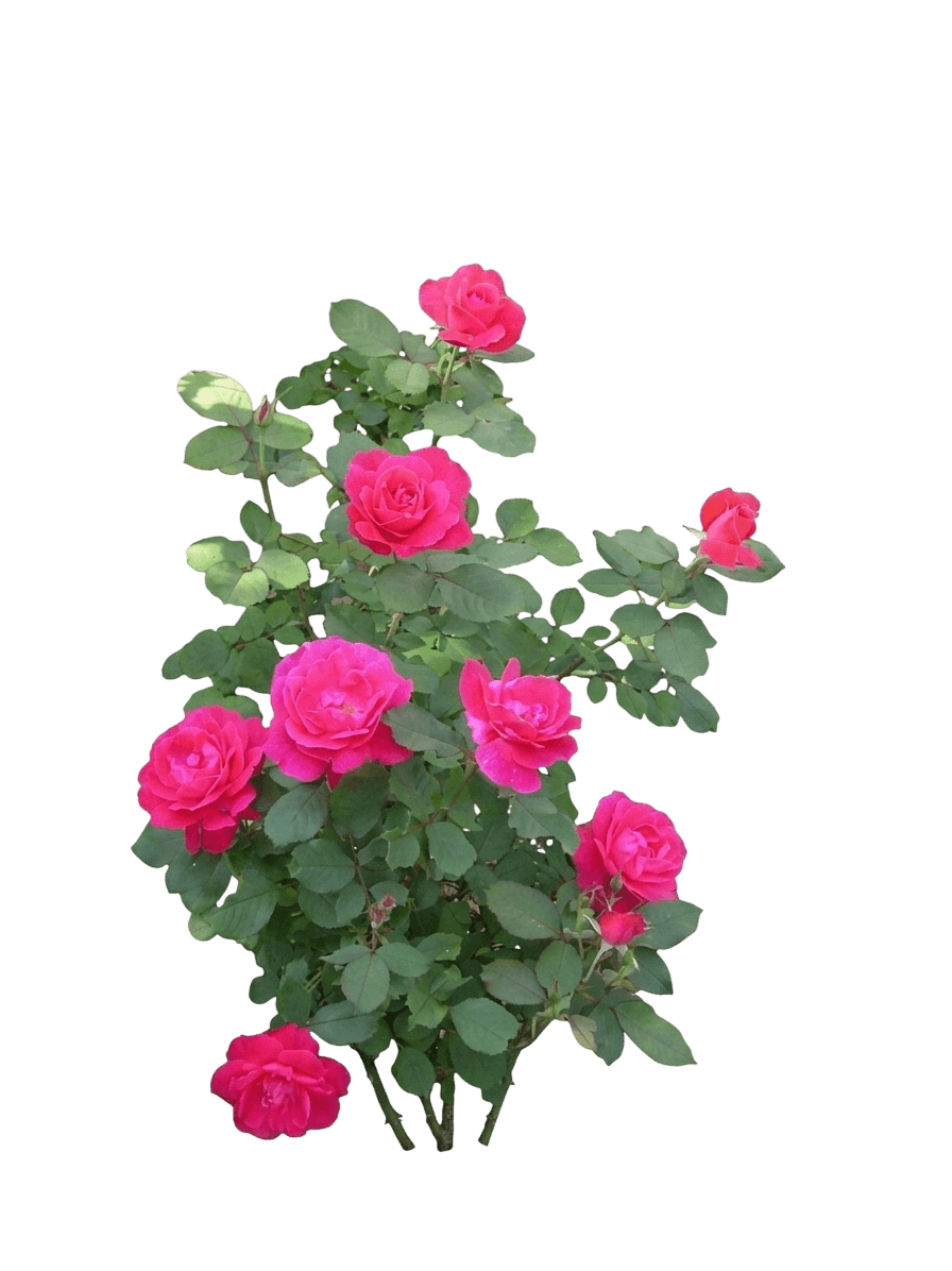 rose, winnipeg parks (Rosa 'Winnipeg Parks') - Ground-layer plants