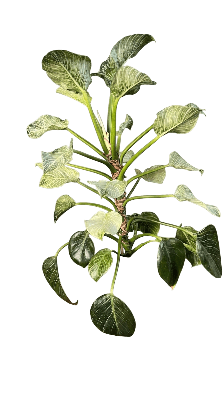 Pink Princess Philodendron (Philodendron 'Pink Princess') - Indoor Plants