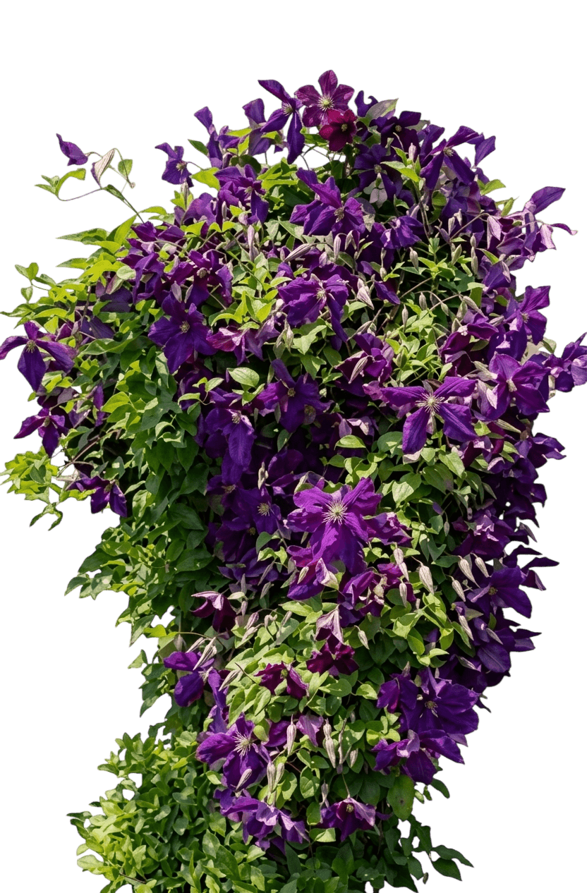 Rosalie Clematis (Clematis 'Rosalie') - Perennials