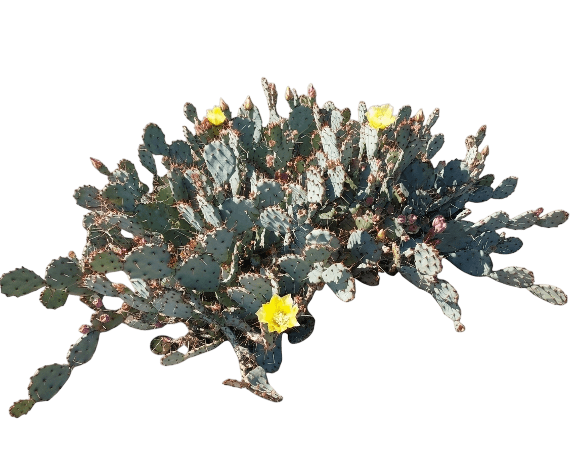 Goldie Rita Prickly Pear (Opuntia Hybrid 'Goldie Rita') - Succulents