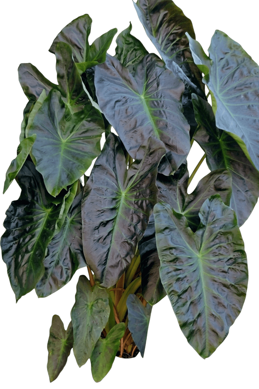 Aloha Elephant Ear (Colocasia Esculenta 'Aloha') - Perennials