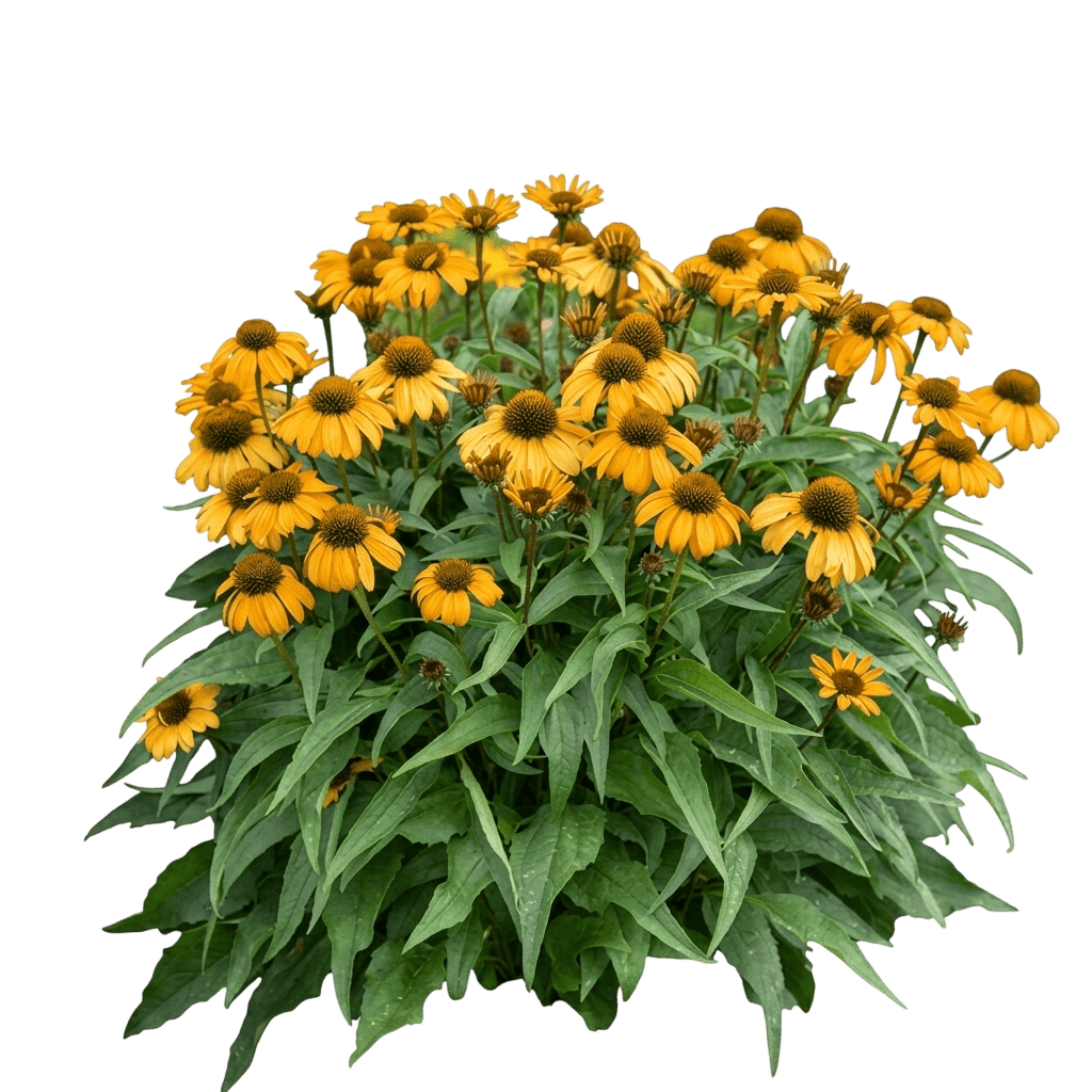 Kismet Yellow Coneflower (Echinacea 'Tnechky') - Perennials