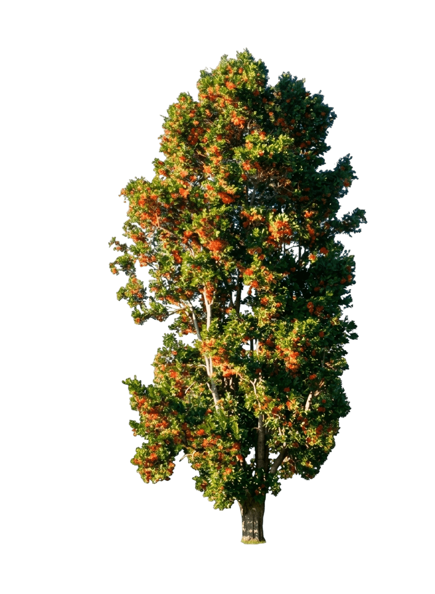 Firewheel Tree) (Stenocarpus Sinuatus) - Flowering Trees