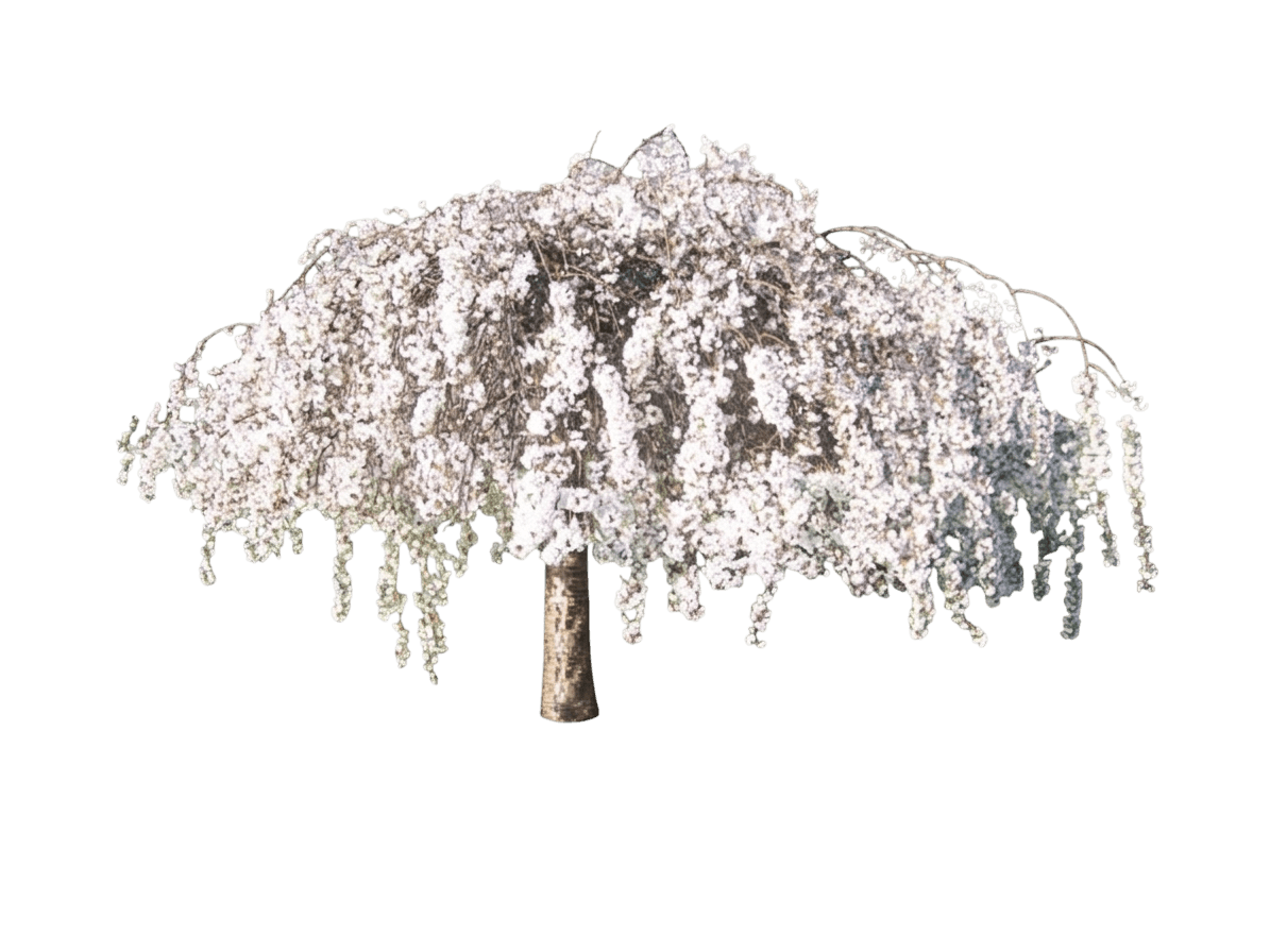 Snow Fountain® Weeping Cherry Tree (Prunus X Var. X 'Snofozam') - Flowering Trees