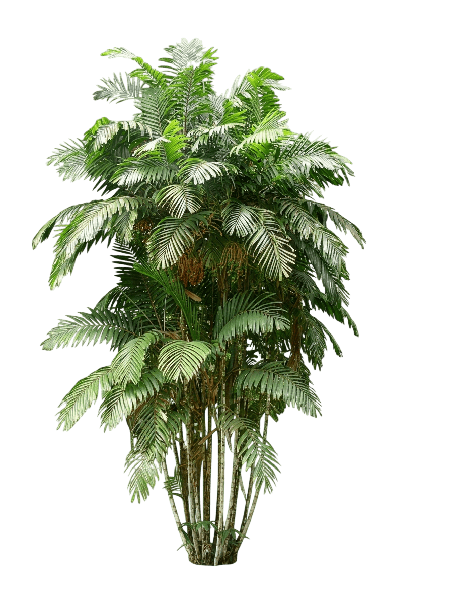 Macarthur Palm (Ptychosperma Macarthurii) - Evergreen Trees