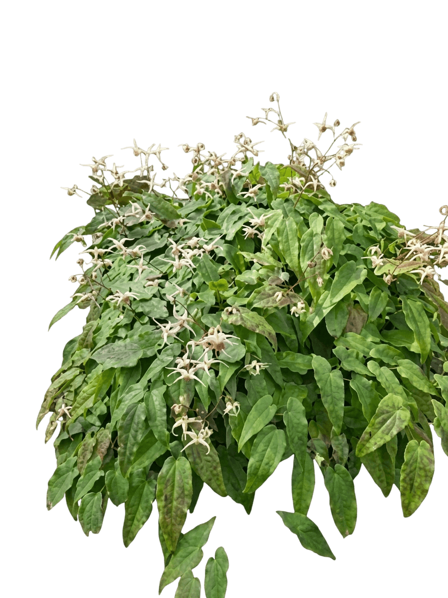 Barrenwort (Epimedium X 'Domino') - Perennials