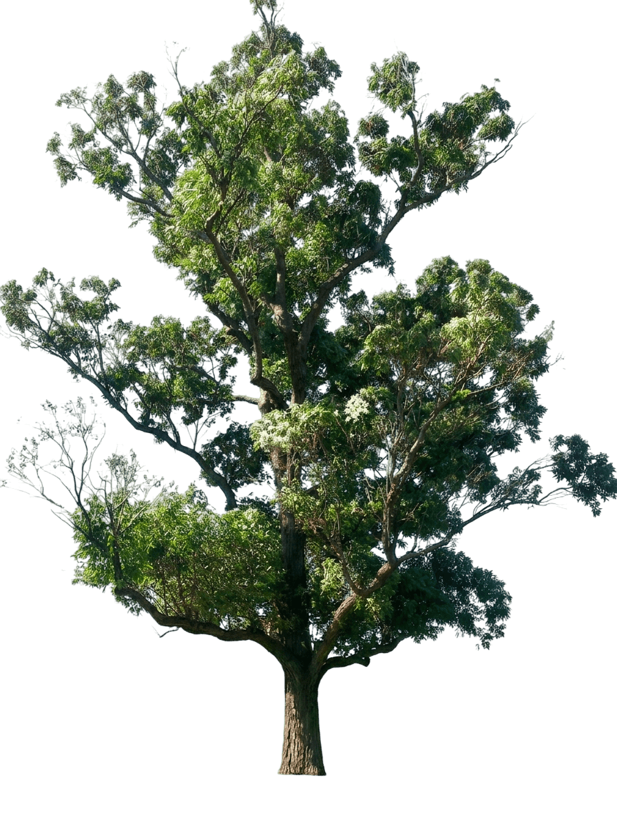 Swamp Mahogany (Eucalyptus Robusta) - Evergreen Trees