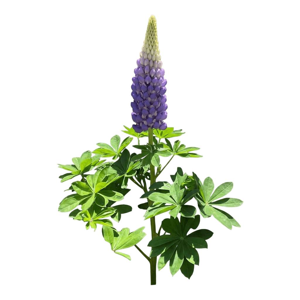 Chandelier Lupine (Lupinus Polyphyllus Var. Polyphyllus 'Chandelier') - Perennials
