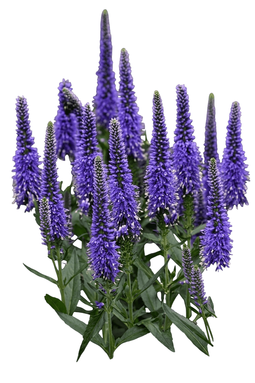 Speedwell 'Balskywlue' Pp34922 Skyward™ (Veronica Longifolia Blue 'Balskywlue') - Perennials