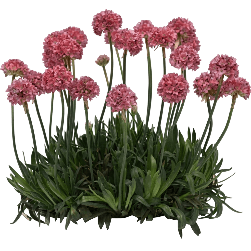 Dreameria Dreamland thrift (Armeria Pseudarmeria 'Dreamland') - Perennials