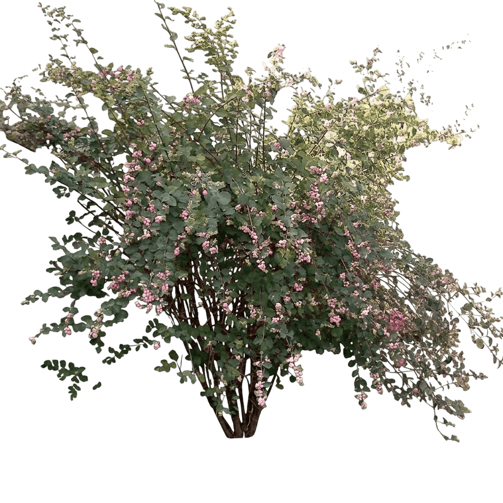 Sweet Sensation Snowberry (Symphoricarpos X Doorenbosii Var. X Doorenbosii 'Kolmagics') - Shrubs