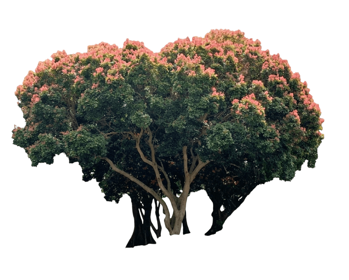 Rose Tamarind (Arytera Divaricata) - Evergreen Trees