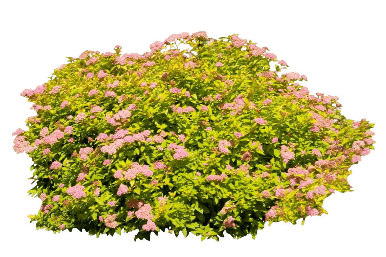 Sundrop Spirea (Spiraea × Bumalda 'Bailcarol') - Ground Layers