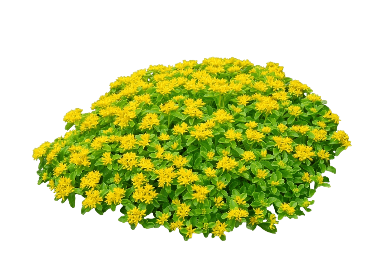 Stonecrop (Sedum Kamtschaticum) - Perennials