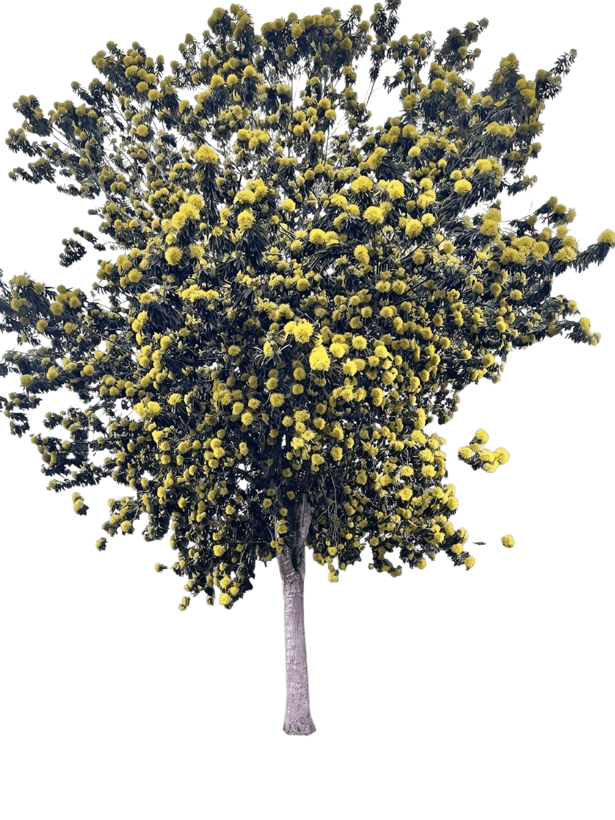 Fairhill Gold (Xanthostemon Chrysanthus 'Fairhill Gold') - Flowering Trees