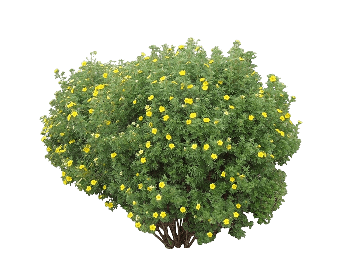 Jackman'S Shrubby Cinquefoil (Dasiphora Fruticosa 'Jackman'S Variety') - Ground Layers