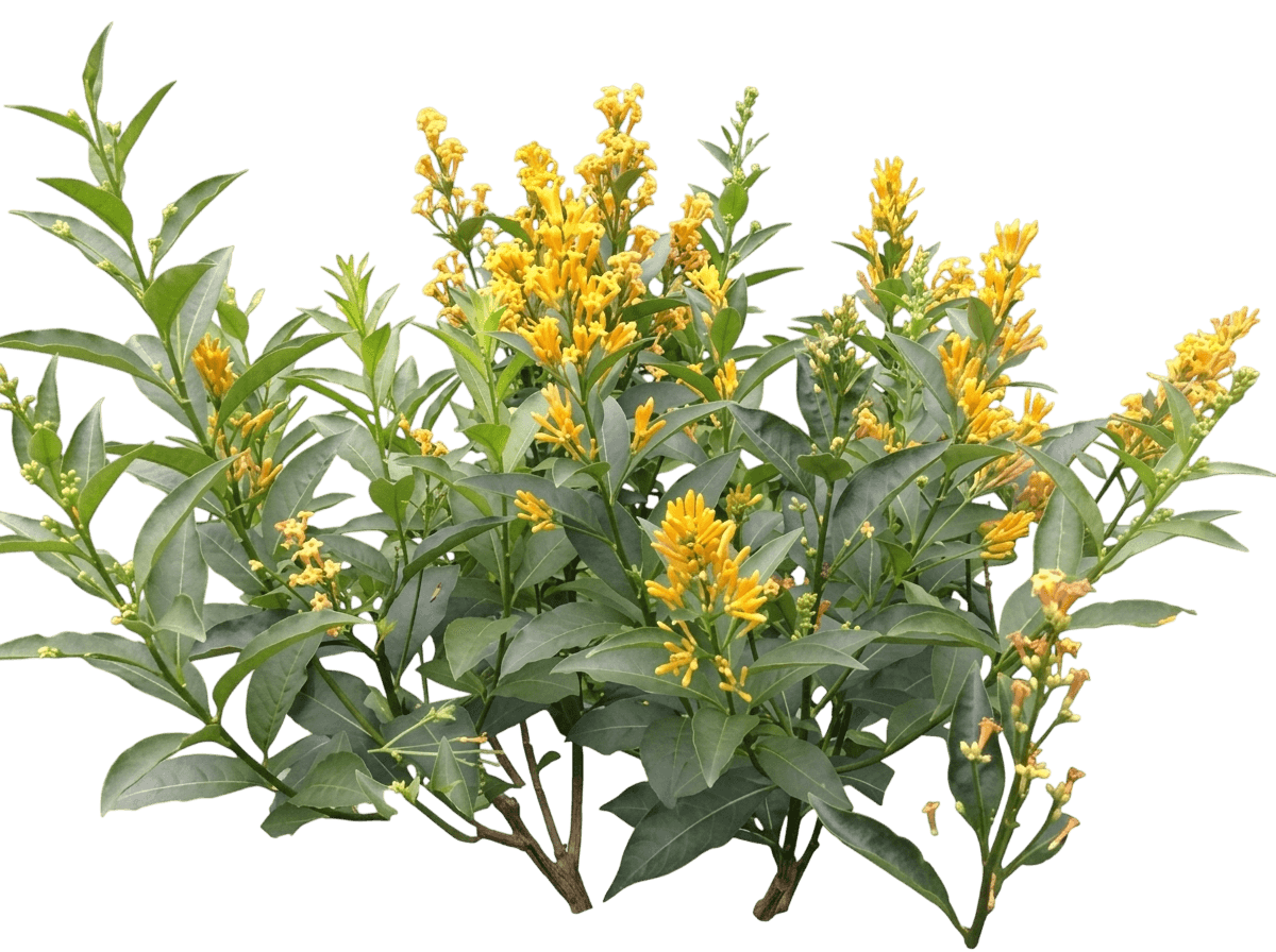 Orange Peel Jessamine (Cestrum 'Orange Peel') - Ground Layers