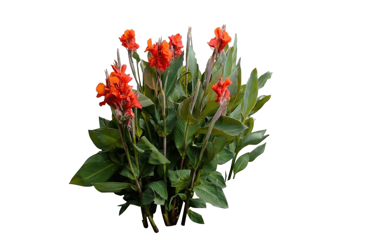 Cannova® Bronze Orange Canna Lily (Canna X Generalis Var. X Generalis 'Bronze Orange') - Perennials