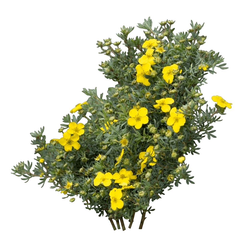 Cheesehead Shrubby Cinquefoil (Dasiphora Fruticosa 'Smpfmy') - Ground Layers