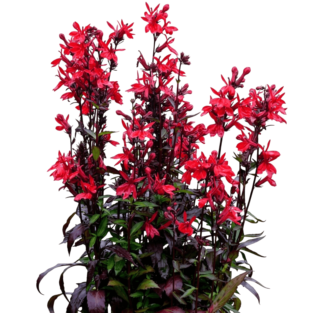 Vulcan Red Cardinal Flower (Lobelia Speciosa 'Vulcan Red') - Perennials