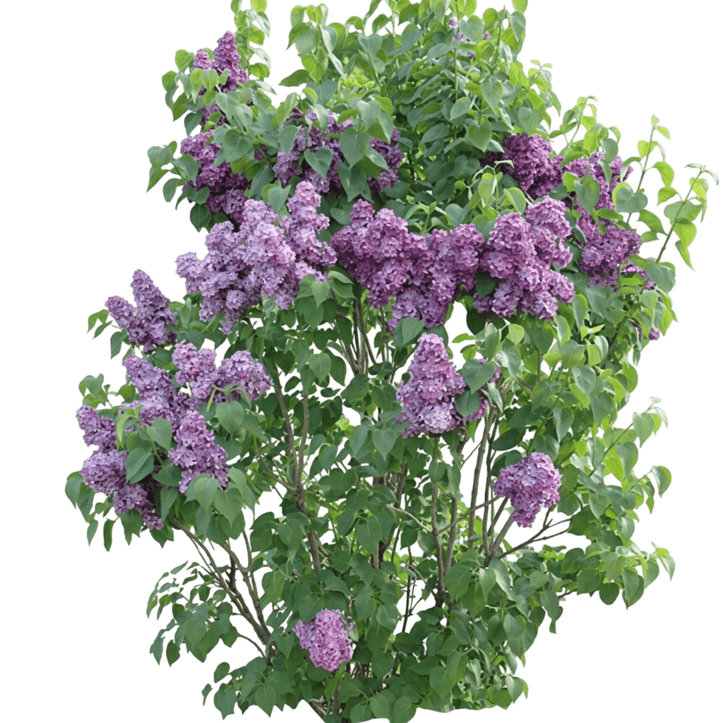 New Age Lavender Lilac (Syringa Vulgaris 'G13099') - Ground Layers